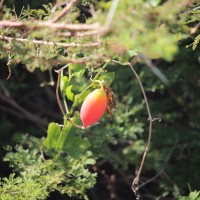 Coccinia grandis (L.) Voigt